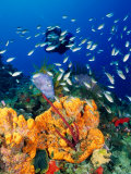 Diving at Barry's Dream Site  Near Mero  Mero  Dominica