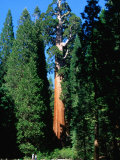 General Grant Tree in Grant Grove  Kings Canyon National Park  USA