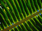 Detail of Palm Leaf Frond  Cook Islands