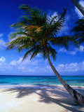 A Palm Tree Bends to the Caribbean Sea on a Key in the San Blas Islands  San Blas  Panama
