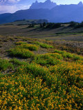 Wildflowers and Mountains in Distance Grand Teton National Park  Wyoming  USA