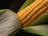 Cob of Corn with Water Droplets  Australia
