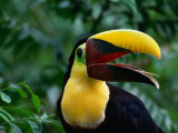 Chestnut-Mandibled Toucan  or Swainsons Toucan  from the Darien Rainforest  Panama