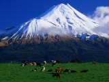 Cattle Graze Beneath the Dormant Volcano Mt Taranaki  or Egmont  Taranaki  New Zealand