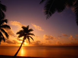 Coconut Palms on Aitutaki Lagoon  Aitutaki  Southern Group  Cook Islands