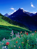 Colourful Wildflowers and Mountain Backdrop Near Logan Pass  Glacier National Park  Montana  USA