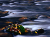 Stream and Mossy Rock Great Smoky Mountains National Park  Tennessee  USA