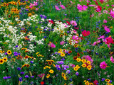 Colourful Wildflowers  USA