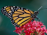 Monarch Butterfly on a Pink Flower at the White River Gardens  Indianapolis  Indiana  USA