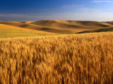 Wheat Fields  Palouse  USA