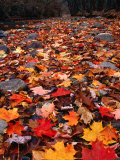 Fall Leaves Create a Patchwork of Colours  Great Smoky Mountains National Park  Tennessee  USA