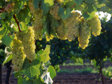Detail of Chardonnay Grape on the Vine  Hunter Valley  New South Wales  Australia