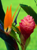 Bird of Paradise Flower at the Foster Botanic Garden Honolulu  Oahu  Hawaii  USA
