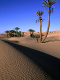 Palm Trees in the Desert Dunes  Erg Chebbi Desert  Morocco