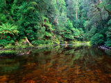 Rapid River in Rainforest Tarkine  Tasmania  Australia