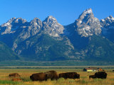 Teton Range Overlooking Bisons Grazing at Jackson Hole  Grand Teton National Park  USA