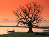 Bare Tree and Boat on Edge of Taungthaman Lake at Sunrise  Amarapura  Mandalay  Myanmar (Burma)