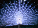 White Peacock at Oakley Plantation  St Francisville  USA