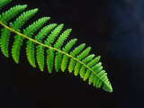 Fern Frond of Ponga Tree Fern  New Zealand