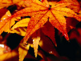 Water Droplets on Maple Leaves in Autumn  Kyoto  Japan