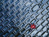 A Single Red Maple Leaf on a Steel Manhole Cover  Kyoto  Kinki  Japan 