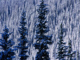 Pine Forest on Hillside Aspen  Colorado  USA