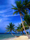 Palm Trees on Island Beach  Panama