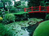 Bridge and Pond of Japanese Style Garden  Kildare  Ireland