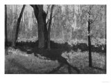 Underbrush in Spring at Barbizon  Odilon Redon
