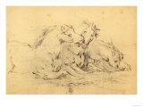 Horses in Different Positions on the Ground