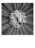 Palm Pom