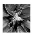 Pollinator