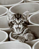 Kitty Cat
