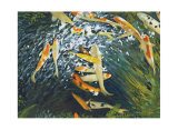 Koi III