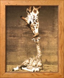 Giraffe  First Kiss