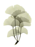 Ginko II