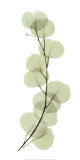 Eucalyptus