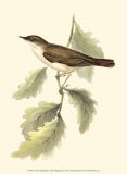 Nightingale