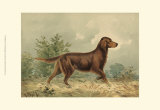 Irish Setter I