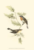 Red-Breasted Fly-Catcher