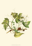Clematis Branch