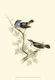 Blue-Throated Warbler