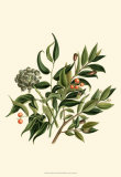 Laurel Branch