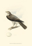 Meyer's Hawk I