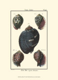 Sea Shells VII
