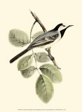 White Wagtail