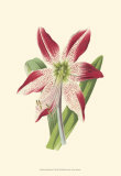 Amaryllis Blooms IV