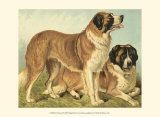 St Bernard