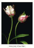 Parrot Tulips I