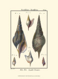 Sea Shells III